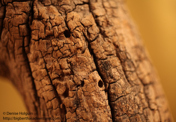 Big Bertha's Adventures