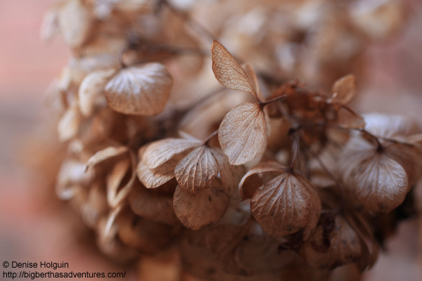 Big Bertha's Adventures