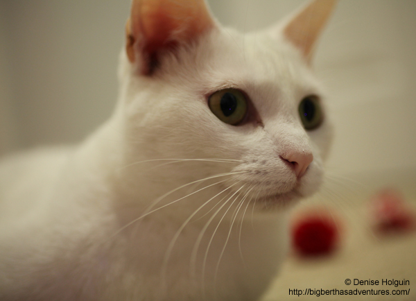 Big Bertha's Adventures