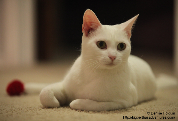 Big Bertha's Adventures