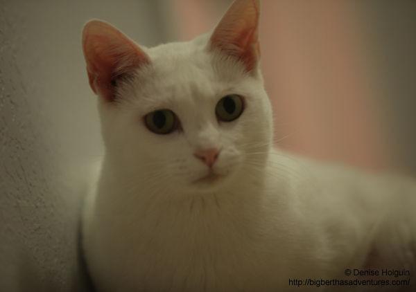 Big Bertha's Adventures