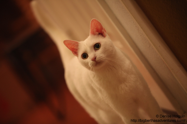 Big Bertha's Adventures