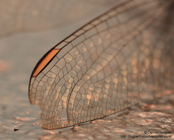 Big Bertha's Adventures