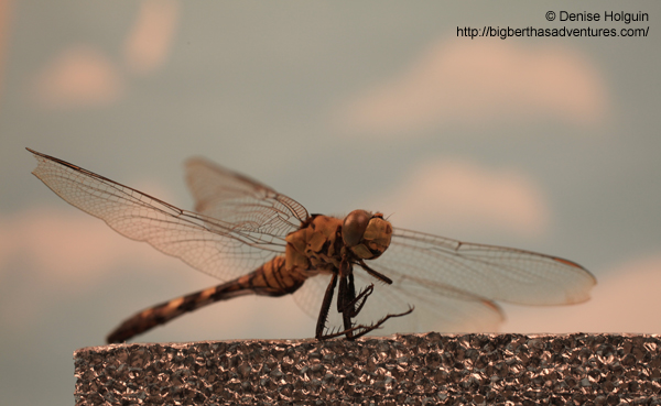 Big Bertha's Adventures