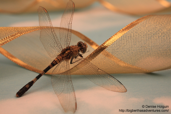 Big Bertha's Adventures