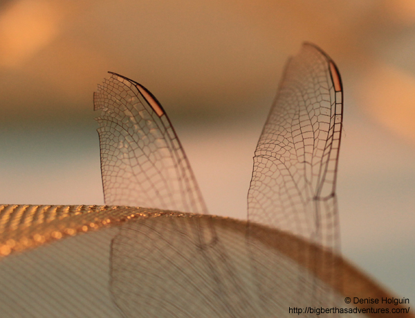 Big Bertha's Adventures