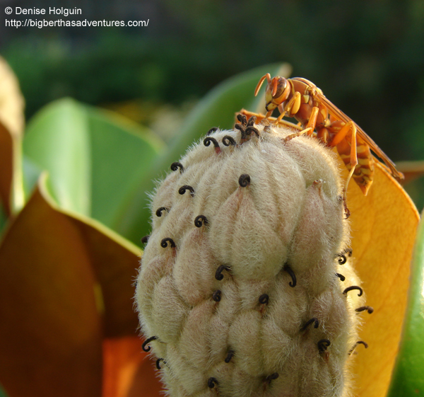 Big Bertha's Adventures