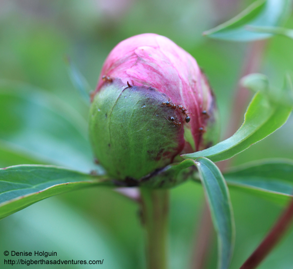 Big Bertha's Adventures