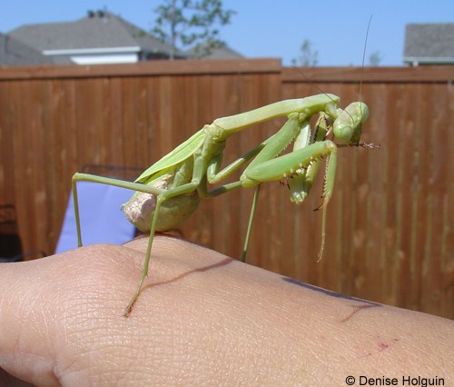 Big Bertha's Adventures