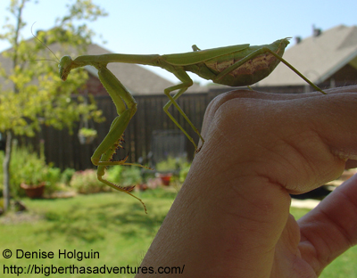 Big Bertha's Adventures