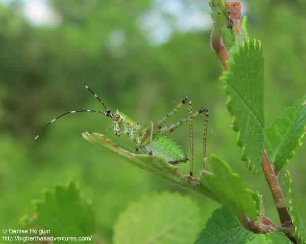 Big Bertha's Adventures
