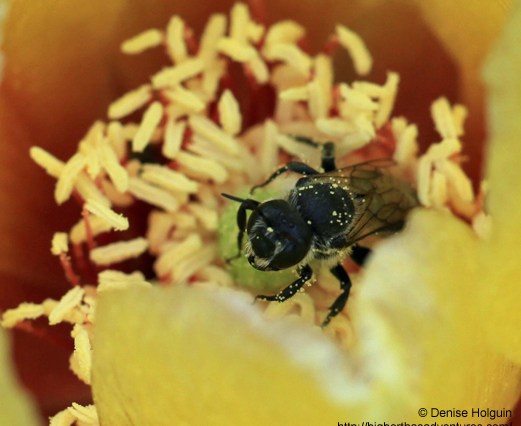 Big Bertha's Adventures