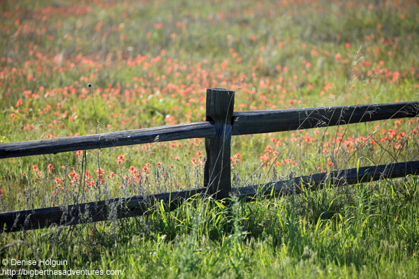 Big Bertha's Adventures