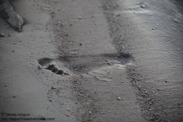 Big Bertha's Adventures