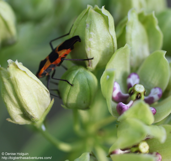 Big Bertha's Adventures