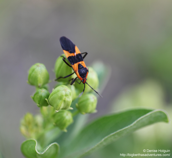 Big Bertha's Adventures