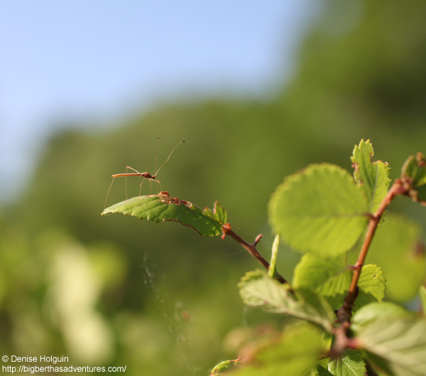 Big Bertha's Adventures
