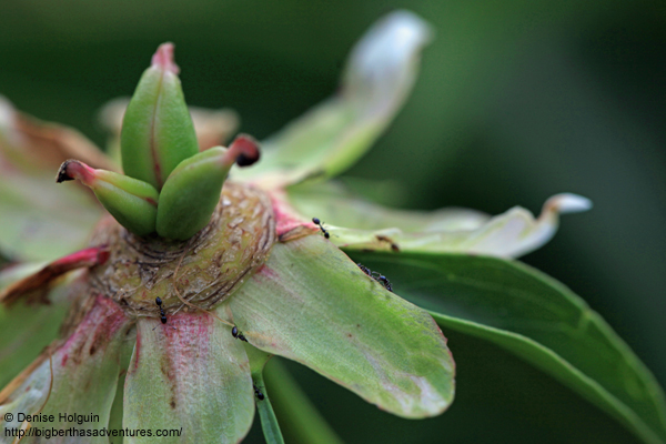 Big Bertha's Adventures