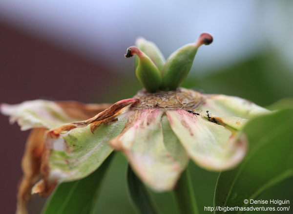 Big Bertha's Adventures