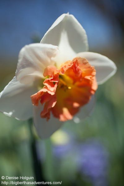 Big Bertha's Adventures