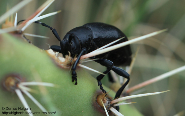 Big Bertha's Adventures