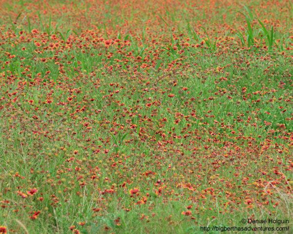 Big Bertha's Adventures