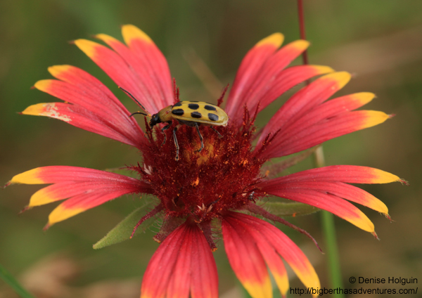 Big Bertha's Adventures