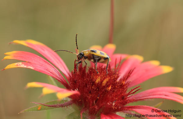 Big Bertha's Adventures