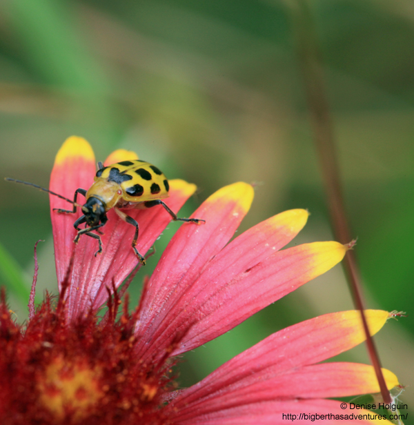 Big Bertha's Adventures