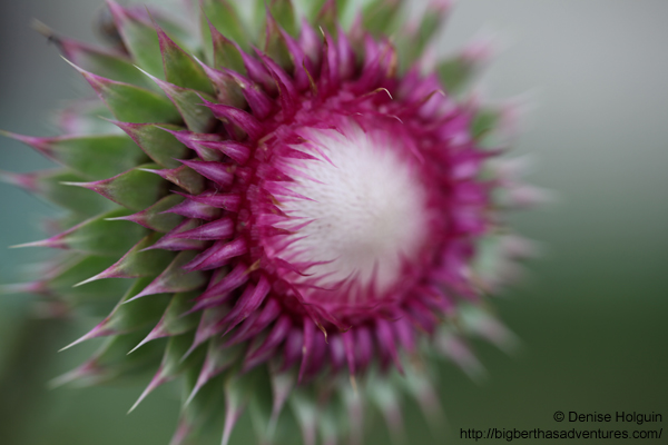 Big Bertha's Adventures