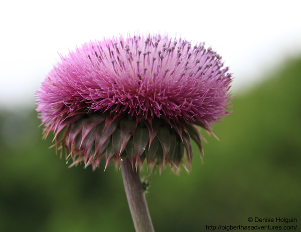 Big Bertha's Adventures