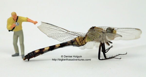 Big Bertha's Adventures