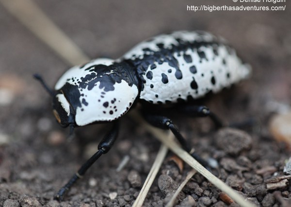 Big Bertha's Adventures