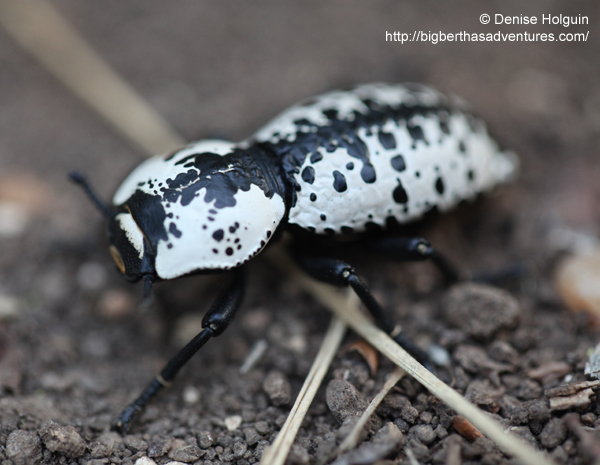 Big Bertha's Adventures