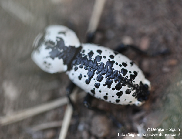 Big Bertha's Adventures