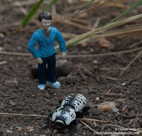 Big Bertha's Adventures