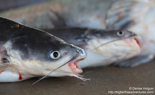 Big Bertha's Adventures