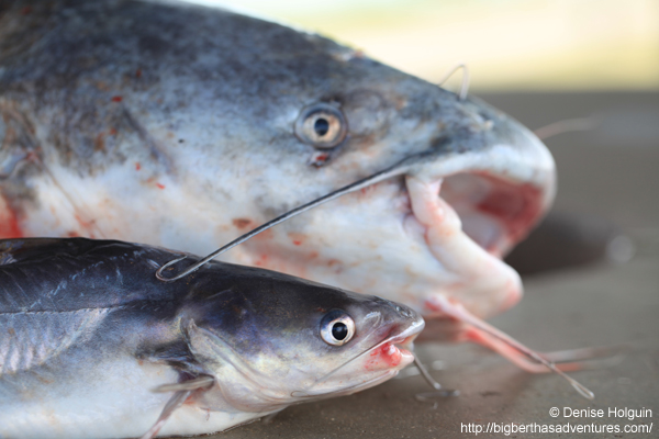 Big Bertha's Adventures