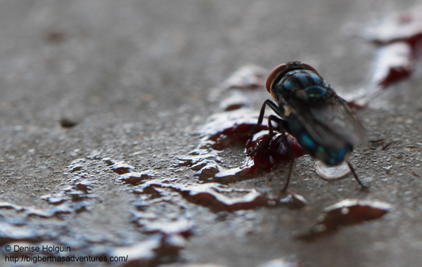 Big Bertha's Adventures