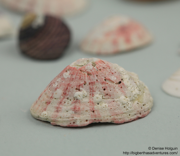 Big Bertha's Adventures