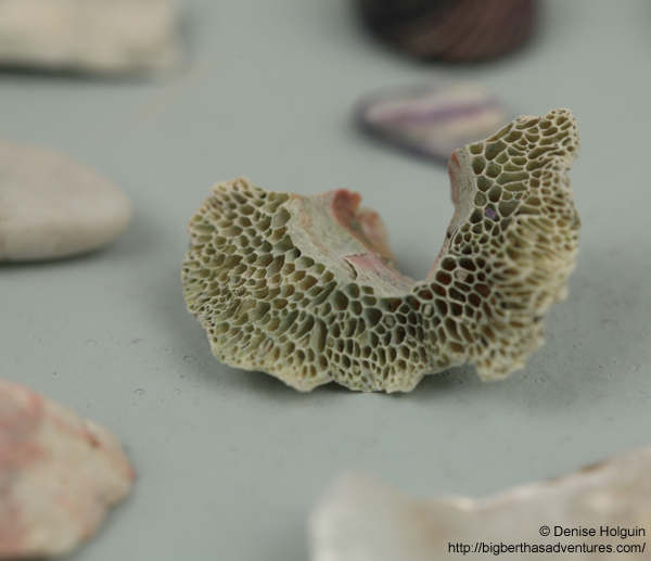 Big Bertha's Adventures