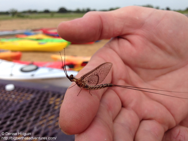 Big Bertha's Adventures