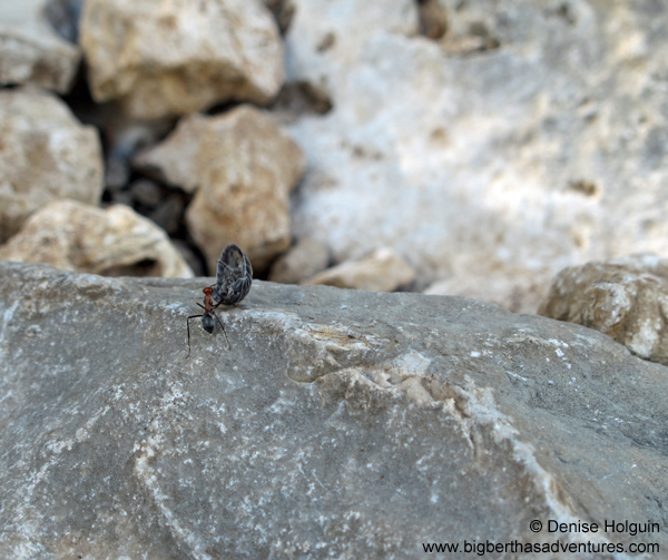 Big Bertha's Adventures