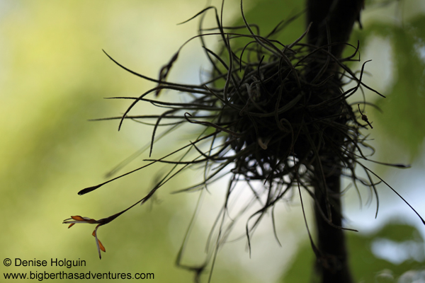 Big Bertha's Adventures