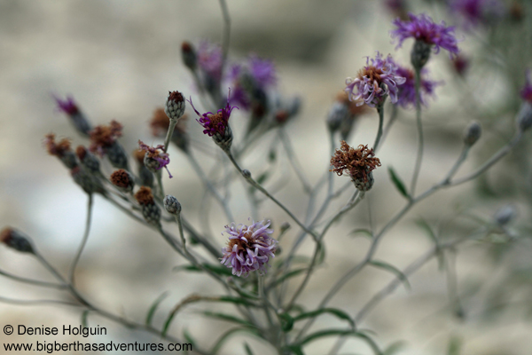 Big Bertha's Adventures