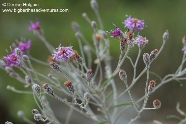 Big Bertha's Adventures