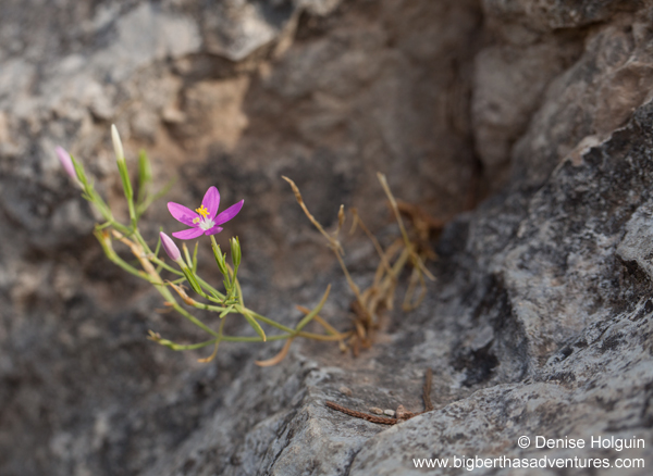 Big Bertha's Adventures