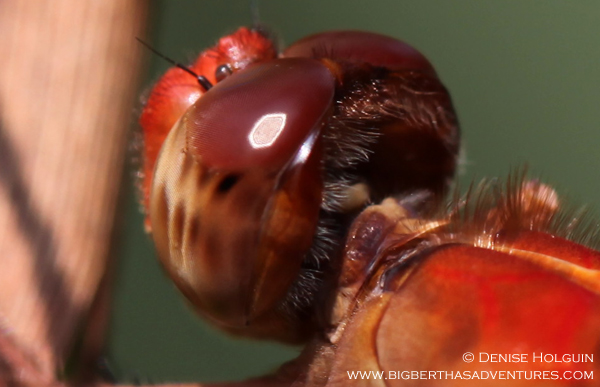 Big Bertha's Adventures