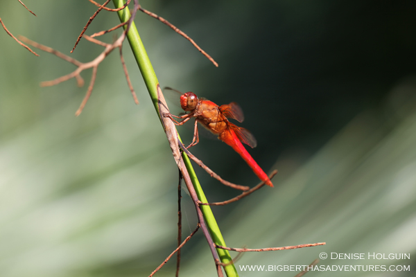 Big Bertha's Adventures