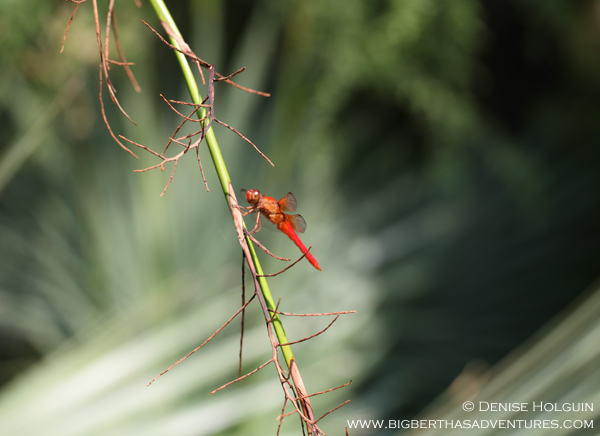 Big Bertha's Adventures